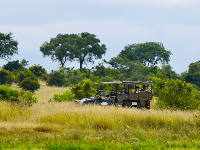 safari en Afrique