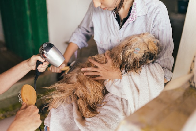 Impact des animaux de compagnie