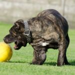 jouets pour animaux