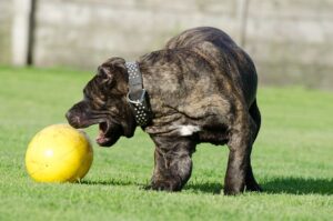 jouets pour animaux