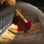 mangeoire et un abreuvoir à poules