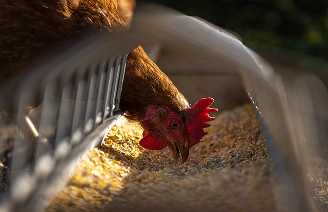 mangeoire et un abreuvoir à poules